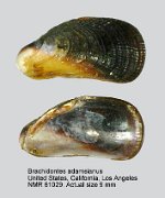 Brachidontes adamsianus (2)